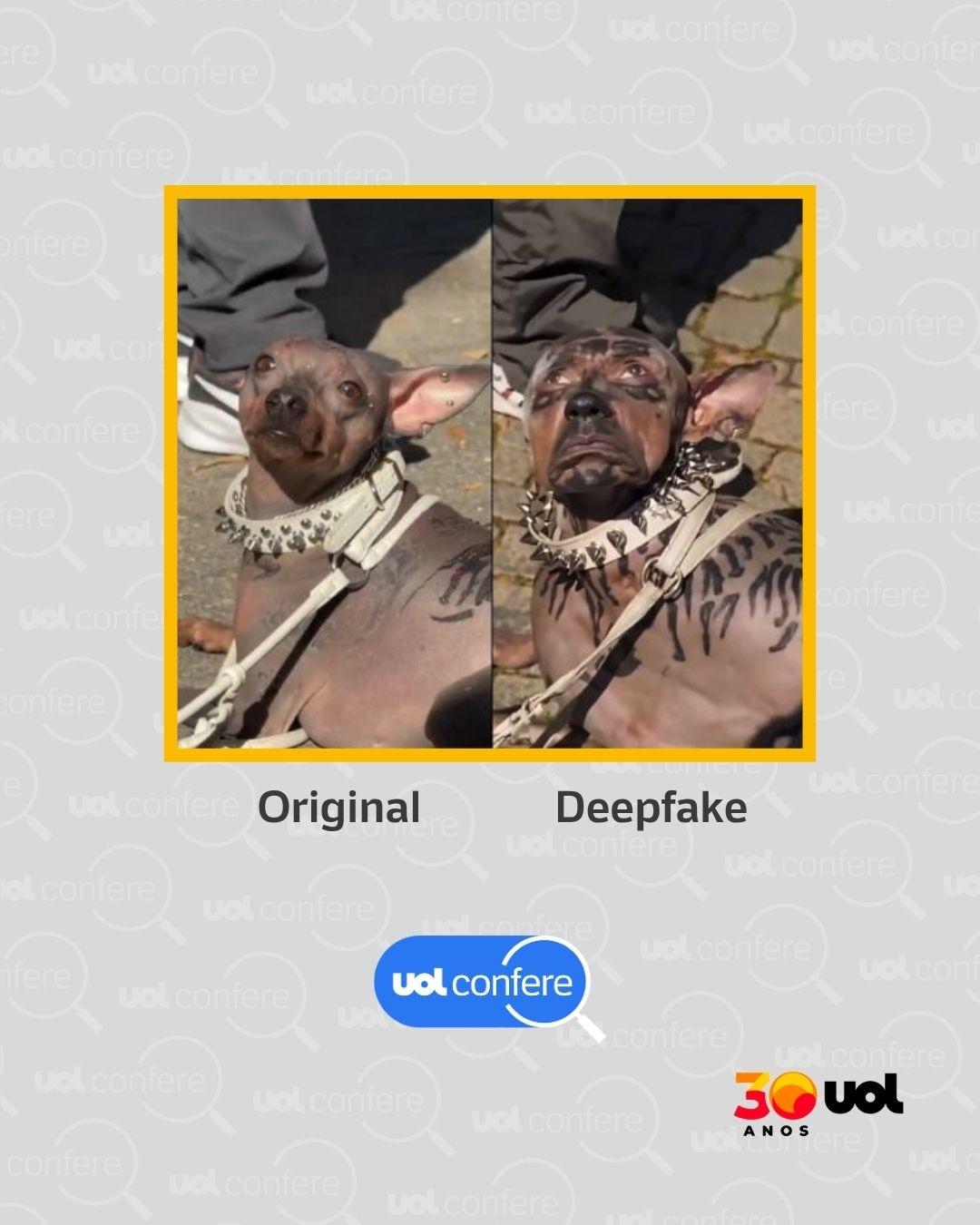 UOL Confere Cachorro IA 4 - undefined