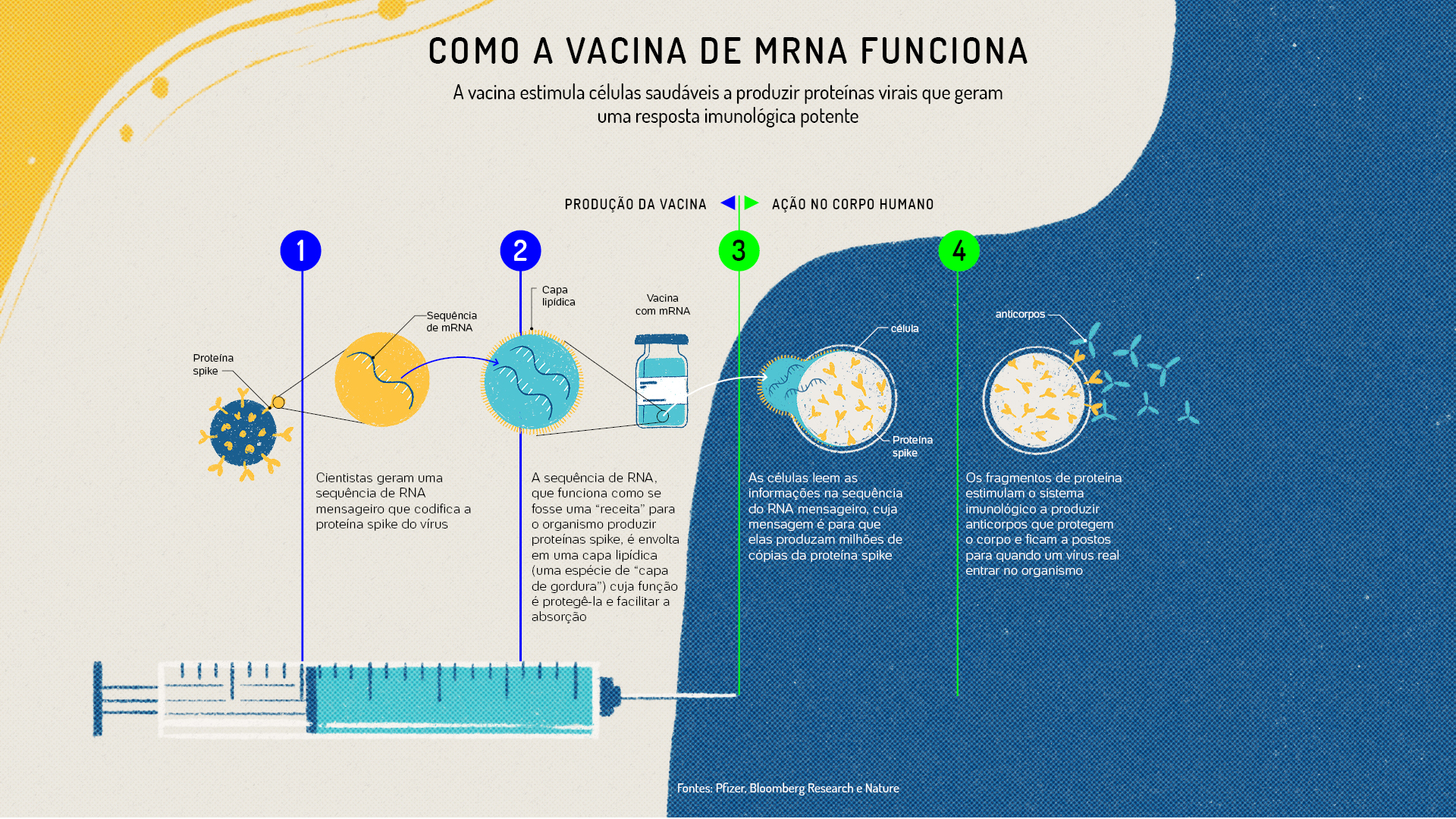 A ação das vacinas de mRNA para prevenir a infecção por vírus como o HIV e o da covid-19