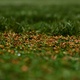 Detalhe da cortiça do gramado do Allianz Parque para o jogo do Palmeiras contra o Novorizontino, pela semi do Paulistão