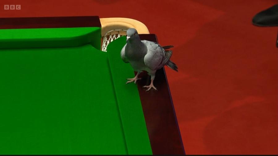 Pomba sobe em mesa durante Mundial de sinuca na Inglaterra - Reprodução