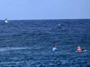 Deu sorte? Fotógrafo registra baleia durante bateria de Tati Weston-Webb