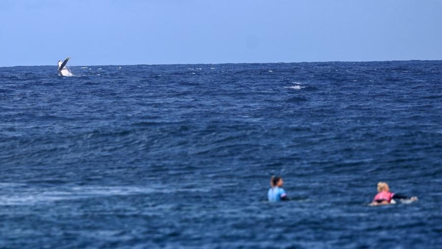 Baleia aparece durante Tati Weston-Webb x Brisa Hennessy, etapa da semifinal do surfe feminino nas Olimpíadas