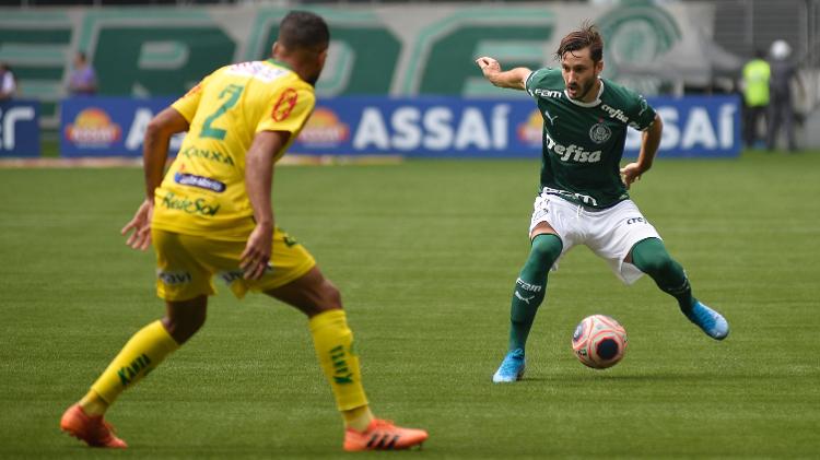 Botafogo x Palmeiras: gato 'vidente' revela quem vencerá jogo decisivo