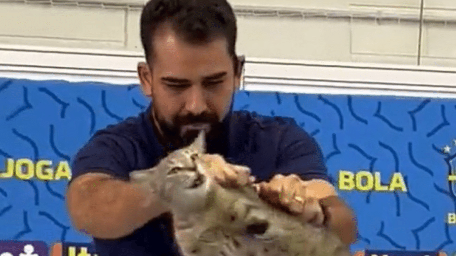 Gato sendo tirado por assessor da CBF durante entrevista coletiva na Copa do Mundo de 2022 Gato sendo tirado por assessor da CBF durante entrevista coletiva na Copa do Mundo de 2022