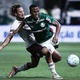 Palmeiras volta a vencer ou Flamengo se aproxima. Informa&ccedil;&otilde;es e palpites