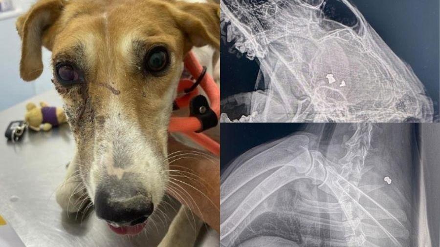 Exames mostram o que seriam resquícios de bala no corpo da cadela Milady - Reprodução