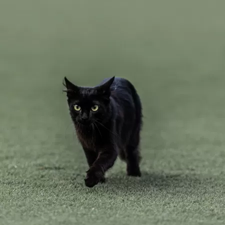 Conheça o jogo onde você é um gato preto perdido numa cidade grande