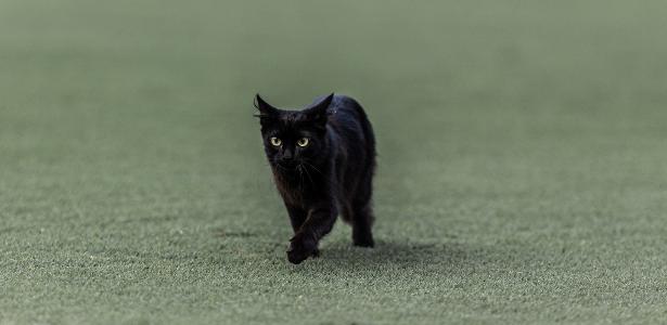 Em jogo do Barcelona, gato preto rouba a cena e invade o gramado - Esporte  - Extra Online