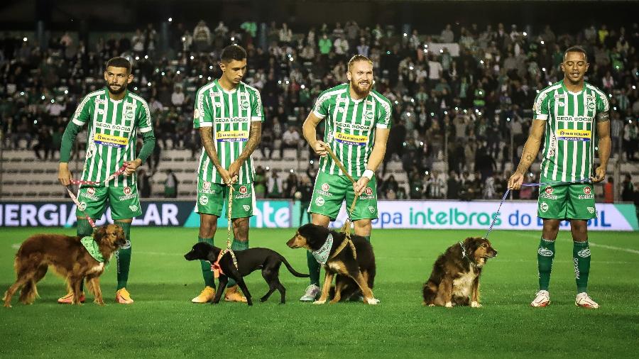 Iniciativa, realizada no estádio Alfredo Jaconi, fez parte de uma parceria entre o clube gaúcho e a ONG Amor Vira-Lata - Reprodução/Twitter