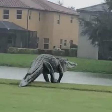 Jacaré gigante apareceu em campo de golfe na Flórida, nos Estados Unidos - Reprodução