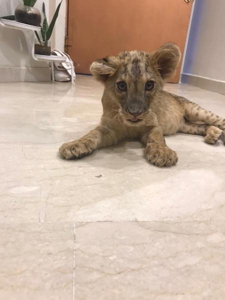 Filhote de leão vendido em pet shop de Abu Dhabi; animais exóticos são moda na região do Golfo - Reprodução