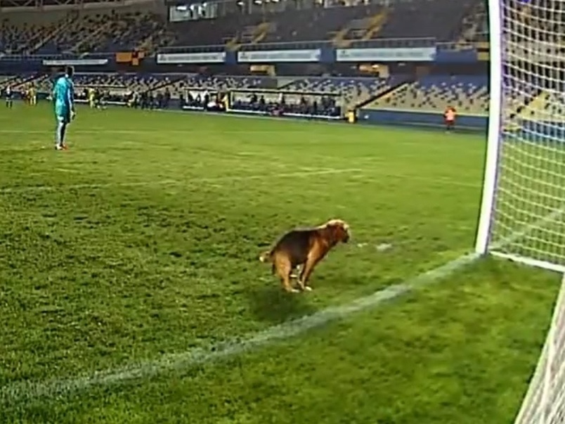 Cachorro invade campo e rouba bola durante jogo de futebol no México