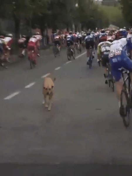 Cachorro invade circuito Giro d"Italia e derruba Remco Evenepoel - Reprodução/Twitter