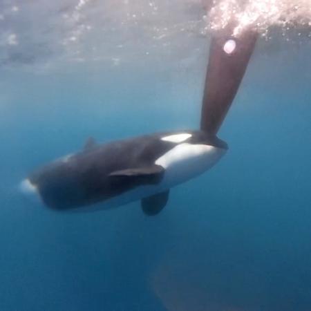 Orcas atacam barcos de equipes de vela durante o Ocean Race - Divulgação/The Ocean Race