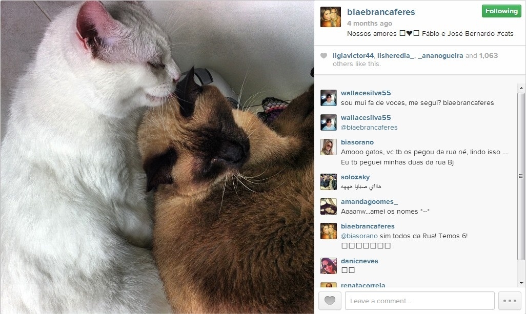 As gêmeas dos nado sincronizado Bia e Branca têm seis gatos. Entre eles, Fábio e José Bernardo (dir.) - Reprodução/Instagram