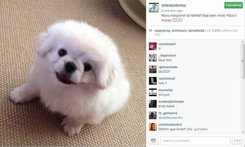 O jogador Dentinho possui dois cãezinhos: o Gucci... - Reprodução/Instagram