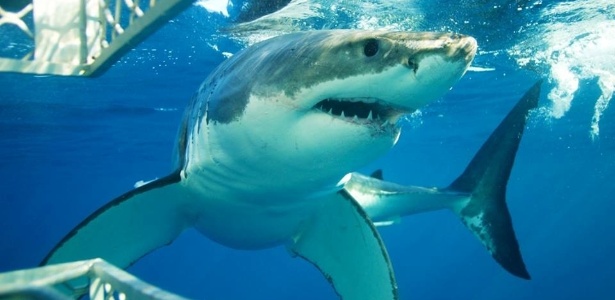 Austrália adota medidas polêmicas para evitar ataques de tubarão - White Shark Diving Company