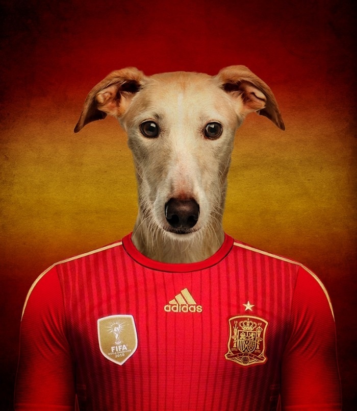 Galgo Espanhol, como não poderia deixar de ser, virou atleta da Espanha. Fotógrafos tiraram fotos nas residências onde os cães vivem. Em seguida, profissionais inseriram as imagens no computador, colocando uniformes de seleções - Reprodução/White on Life