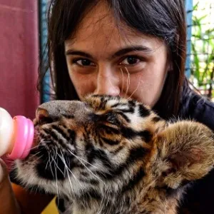 A atração turística predileta de Juliana é visitar os tigres - é possível tirar fotos e alimentar os filhotesff - Arquivo Pessoal