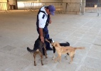 Estádio onde Camarões vai treinar vira refúgio para cães - Felipe Pereira/UOL