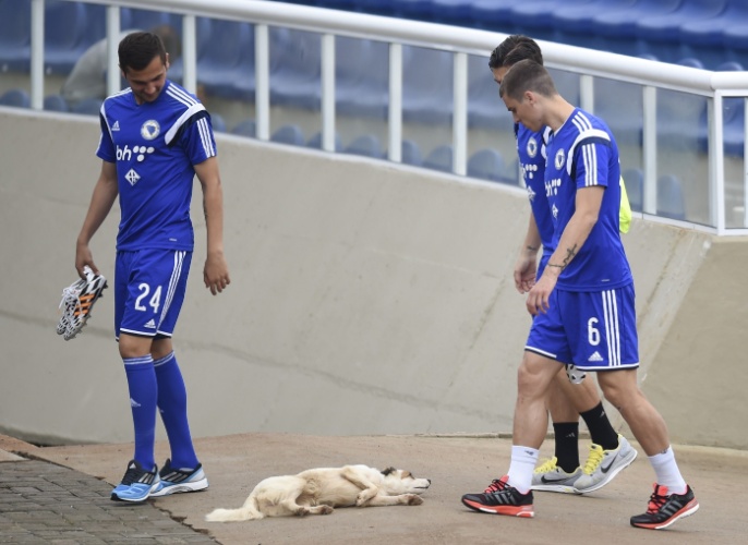 Jogadores, da Bósnia-Herzegovina, passam por cachorra presente no estádio Municipal Antonio Fernandes, no Guarujá