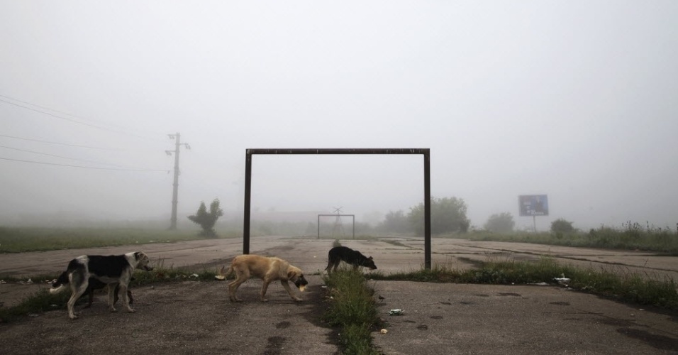 Cachorros andam por um campinho abandonado na cidade de  Lipljan 