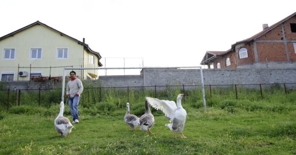 Gansos tomam conta de um campinho de grama na cidade de Skopje, na Escócia