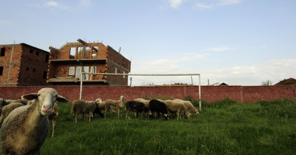 Ovelhas passeiam pelo gramado de um campo em Shuto Orizari, na Macedônia