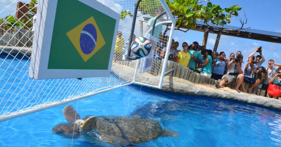 Candidata a suceder polvo Paul, tartaruga Cabeção "prevê" vitória do Brasil