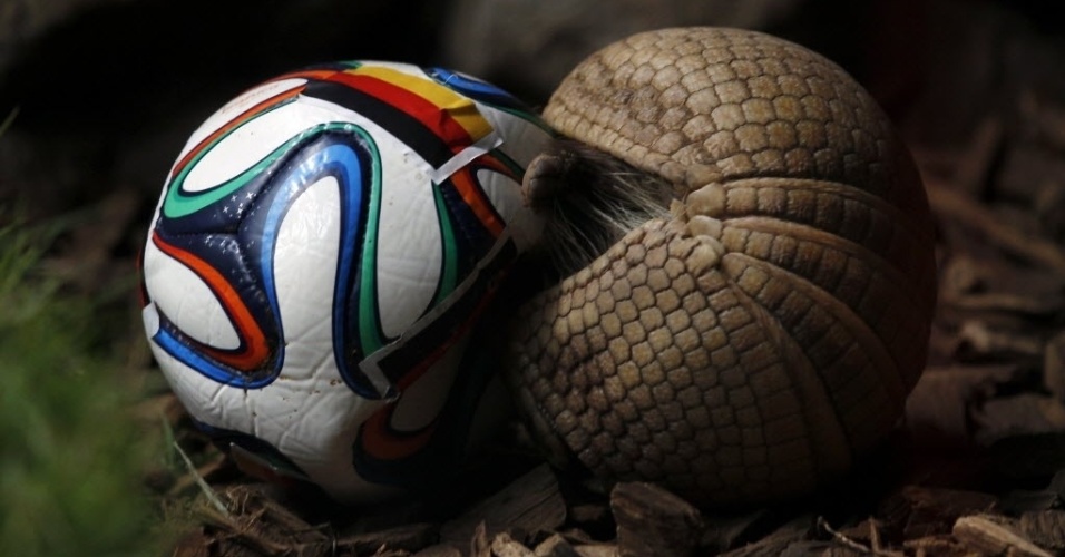 13.jun.2014 - Tatu-bola ganha status de vidente na Alemanha e tenta descobrir vencedor do jogo contra Portugal na Copa do Mundo