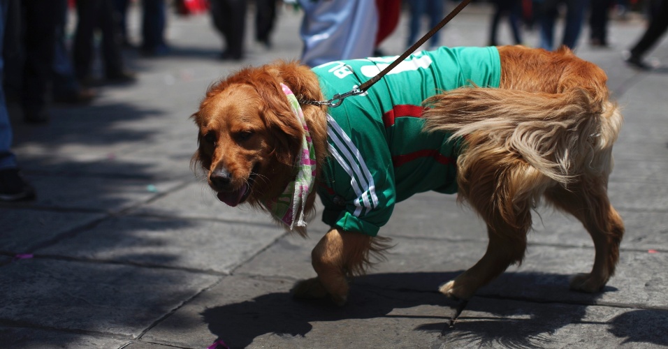 Cachorrinho veste a camisa da seleção mexicana na capital do país