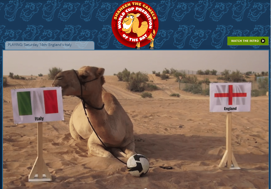 O camelo Shaheen foi colocado por um site de Dubai para prever resultados Já acertou o do jogo do Brasil e da Espanha. Agora, apostou na Itália.