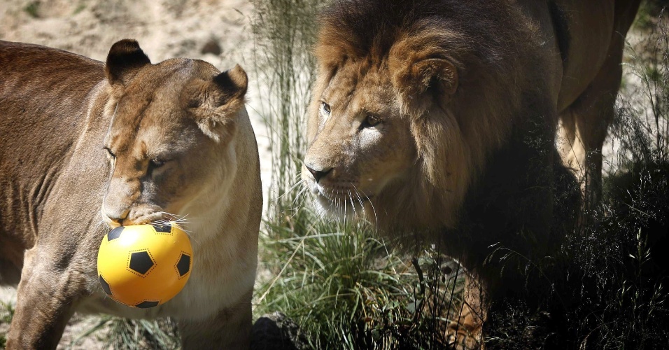 A leoa Brandy, acompanha de perto pelo leão, virou vidente e apontou a Holanda como vencedora no próximo duelo contra a Austrália; Os bichos estão no zoológico de Emmen, na Holanda
