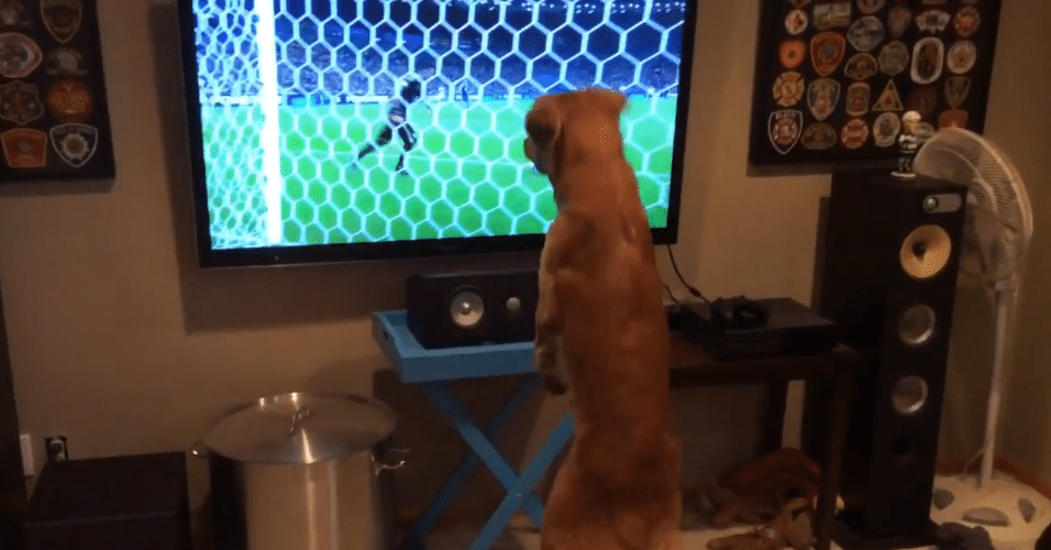 Cachorrinho George é viciado pelos jogos da Copa do Mundo