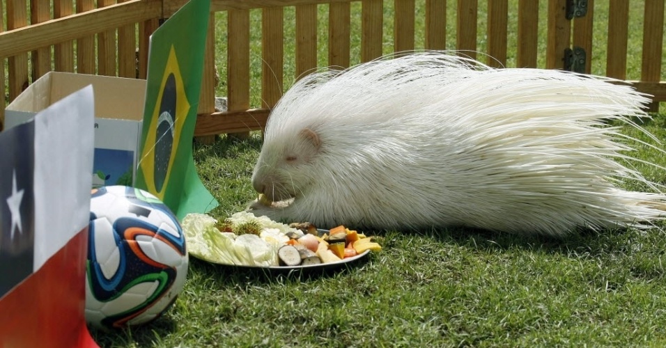 Little, o porco-espinho albino vidente, escolheu a bandeira do Brasil como vencedor para o confronto contra o Chile nas oitavas de final da Copa do Mundo