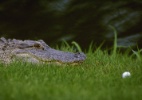 Golfista morre ao ser atacado por crocodilo - Craig Jones/Getty Images