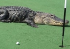 Crocodilo gigante invade campo de golfe na Flórida - Bill Susie/Reuters