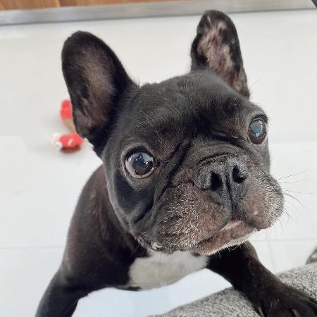 Joana Sanz anunciou a morte do cachorro Coco - Reprodução/Instagram