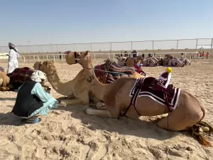 Corrida de camelos controlados por robôs é tradição e febre no Qatar