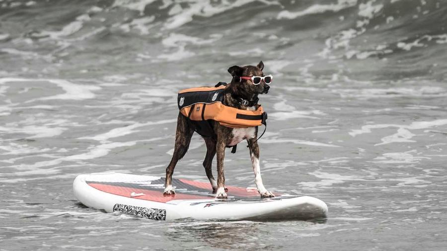 Cachorro Parafina é o representante do Santos no Mundial de Surf Dog - Ivan Storti | Santos FC