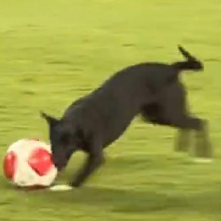 Cachorro brinca com a bola na Arena Barueri após jogo do Palmeiras