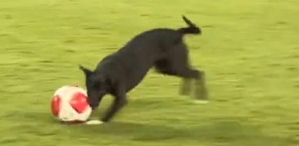 Cachorro brinca de bola com jogadores do Palmeiras na Arena Barueri: vídeo.
