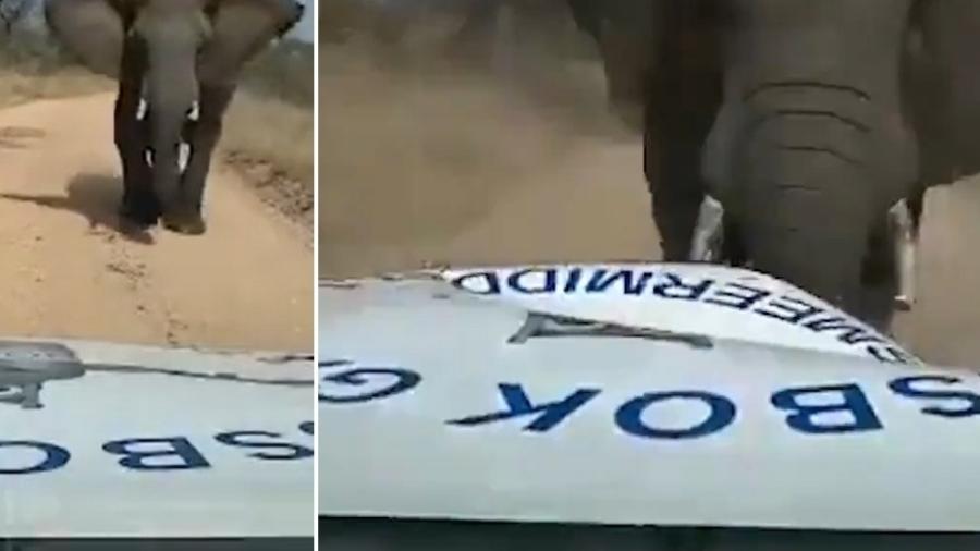 Elefante esmaga caminhão em Reserva Natural na África do Sul - Reprodução/Twitter