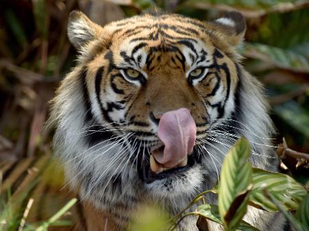 tigre-no-zoologico-de-sydney-em-foto-de-setembro-de-2017-1612785314468_v2_450x337.jpg