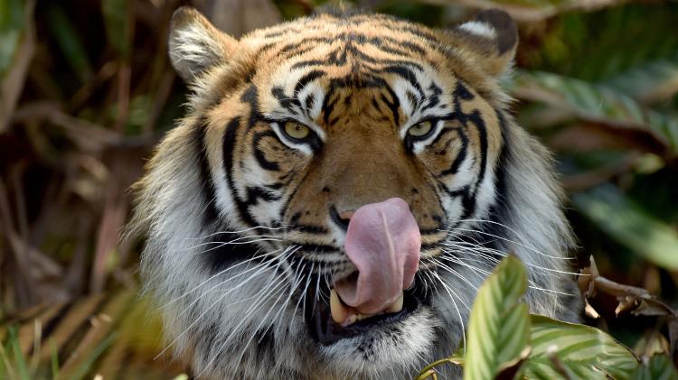 Tigre no zoológico de Sydney em foto de setembro de 2017 Tigre no zoológico de Sydney em foto de setembro de 2017
