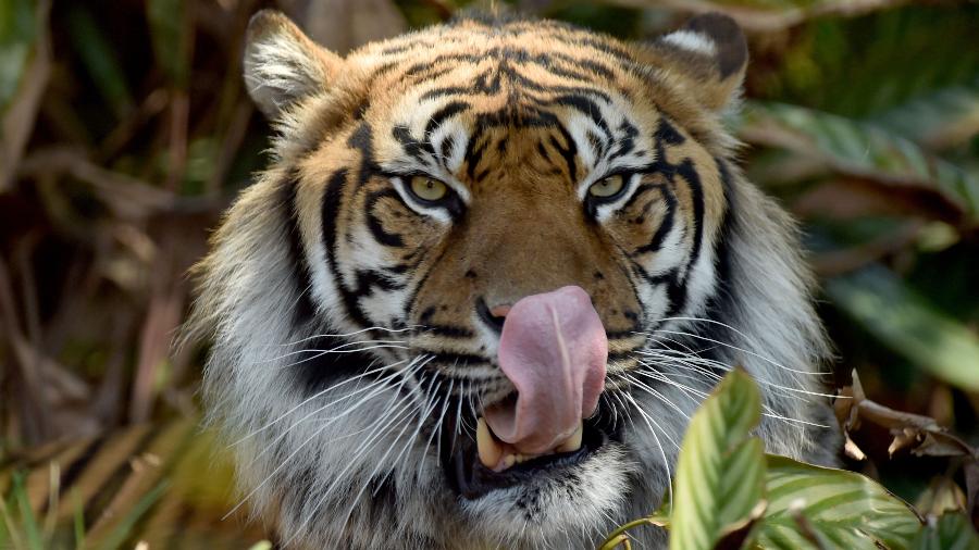 Tigre: um animal asiático - Peter Parks/AFP
