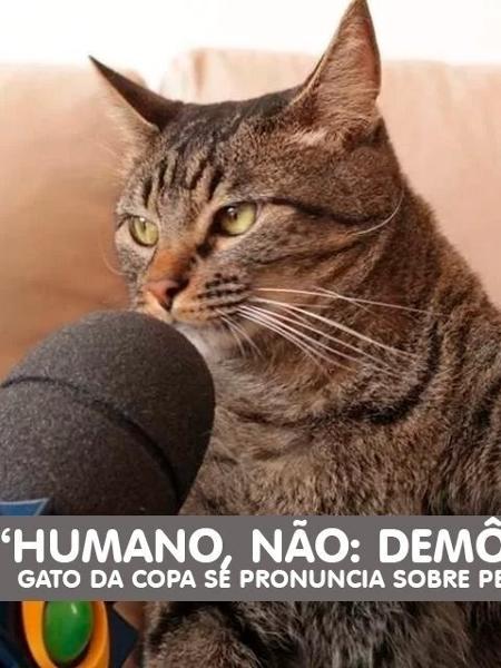 Meme do gato na coletiva da seleção brasileira - Reprodução