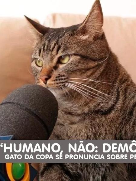 No Dia Mundial do Gato, assista aos vídeos mais populares do