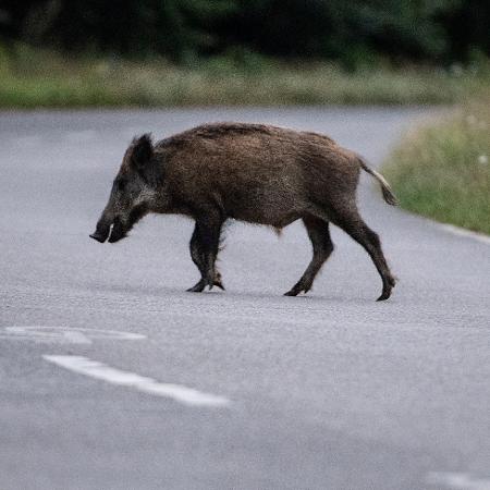 Animal estava no meio de estrada e acabou envolvido em tragédia na Espanha