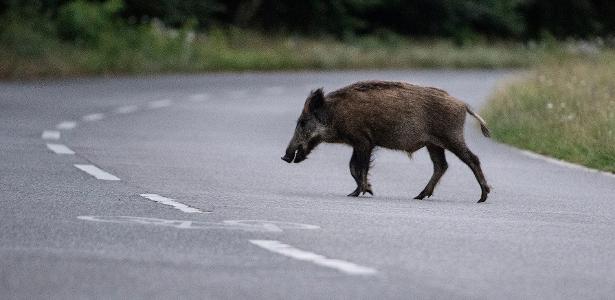 O javali é o único animal que pode ser caçado legalmente no Brasil